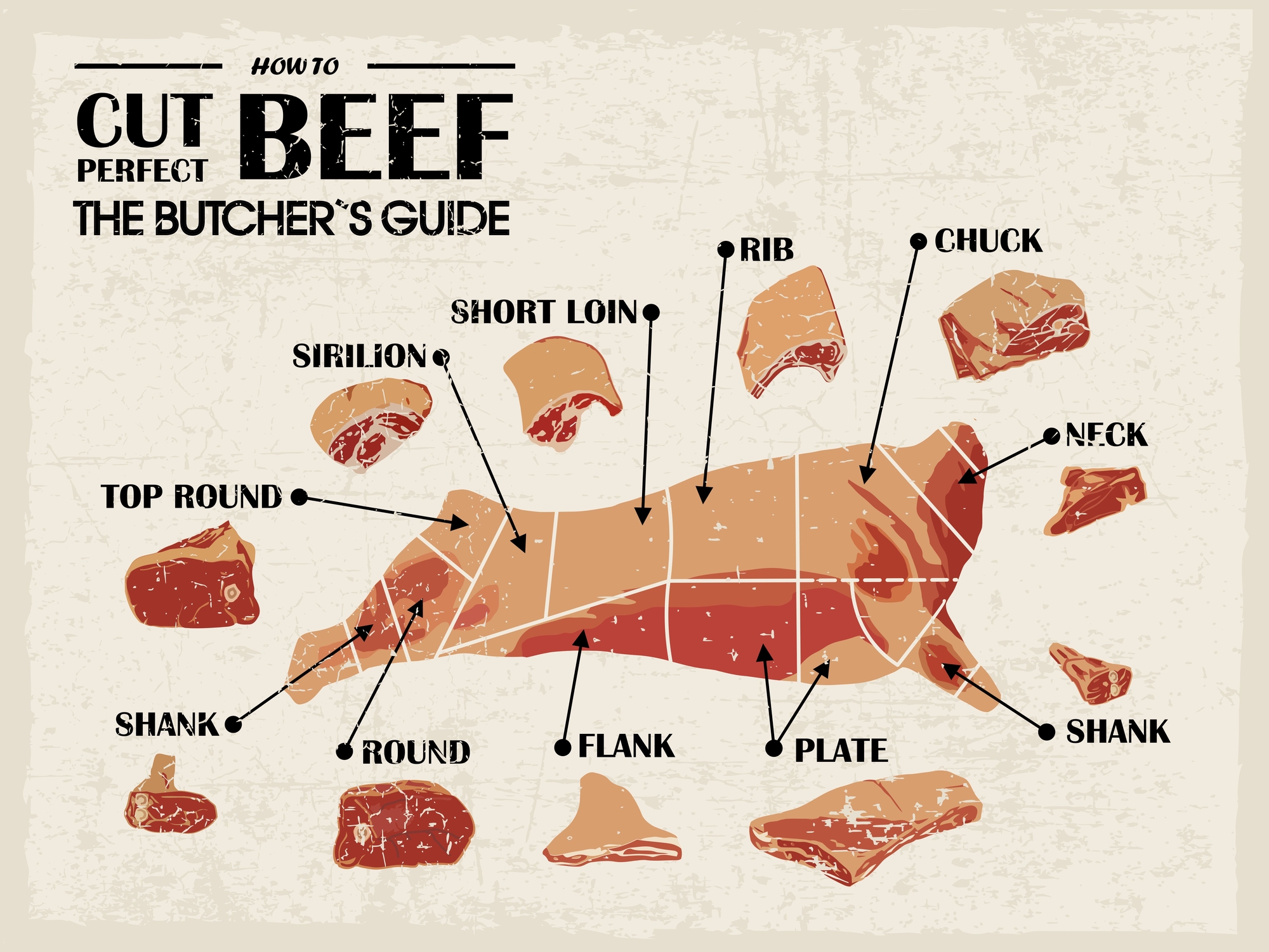 Vintage Poster Butcher diagram and scheme - Cow. Cut of meat set. Vector illustration